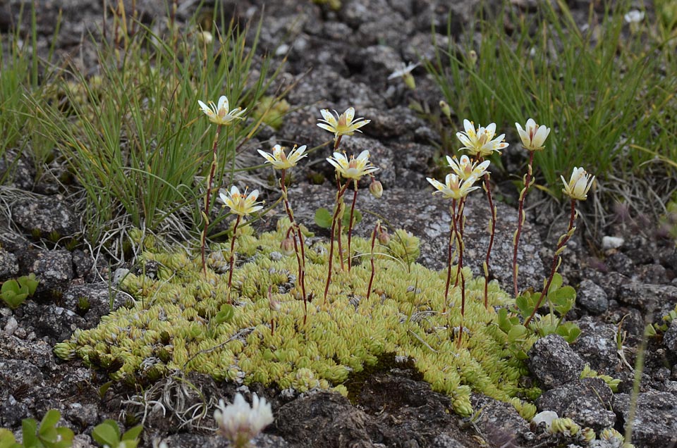 Saxifraga bryoides / Sassifraga brioide